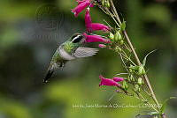 IMDOC39452 Basilinna leucotis.jpg