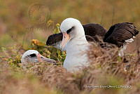 JRRO0505 Phoebastria immutabilis.jpg
