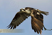 26_MASM02940 Pandion haliaetus.jpg