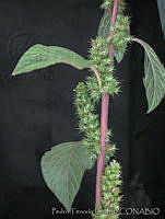 PTL0069 Amaranthus hybridus.jpg