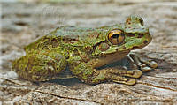 LCM0148 Charadrahyla chaneque.jpg