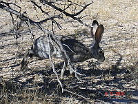 CEA0030 (Lepus californicus).tif