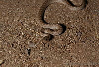 MASM01919 Hypsiglena sp..jpg