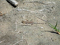 VHL0001 Callisaurus draconoides.jpg