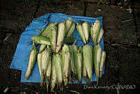 DK0415 Zea mays.jpg