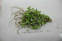 RBB0426 Salvia circinata.jpg