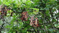LCF0239 Erythrina flabelliformis.jpg