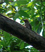 CGL1454 Melanerpes aurifrons.jpg