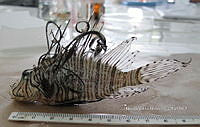 HE009 P 1553 Pez León Asiático.JPG