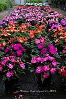 IMDOC 5820 Impatiens hawkerie.jpg