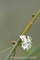 RRR0103 Boerhavia erecta.jpg