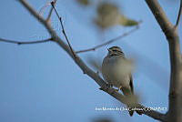 IMDOC3864 Spizella passerina.jpg