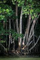 FBA0514 Rhizophora mangle.jpg