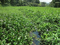 ME003 0057 Eichhornia crassipes.jpg