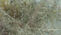 NE018 0033 Eudendrium bermudense.jpg