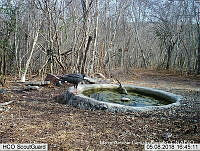 MAGB 0063 Geranospiza caerulescens.JPG