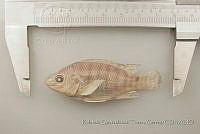 RQTG0087 Oreochromis sp..jpg