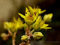 CROO04 Echeveria sp..jpg