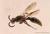 AGDE019-529 Tiphia moreliae.jpg