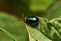 SM0605 Disonycha politula.jpg