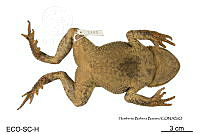 ME006 herp SCLC 0012 Incilius tutelarius - (Mendelson, 1997).jpg