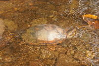 RLM0019 Kinosternon scorpioides.jpg