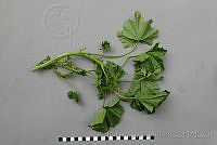 RBB0387 Malva parviflora.jpg