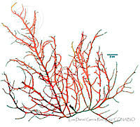 LDGR034 Tacanoosca uncinata.jpg