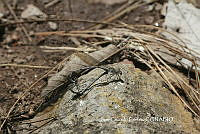 JCC0045 Argia tonto.JPG