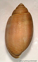 MRyRR0005 Acteon tornatilis.jpg
