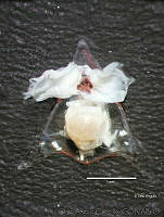 OAC0060 Diacavolinia longirostris.jpg