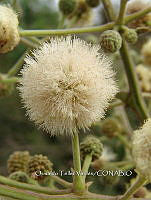 OTVBK029 0063 Acacia subangulata.jpg