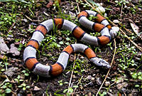 MDL0266 Lampropeltis alterna.jpg