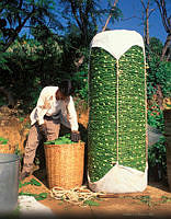 18 nopal_u.jpg