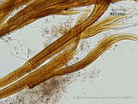 KT018 0098 Dichothrix orsiniana.jpg