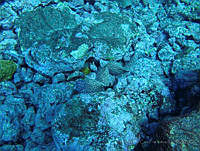 VDLCF0835 Gymnothorax moringa.jpg
