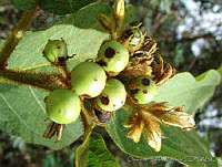 OTV6180 Solanum chrysotrichum.jpg