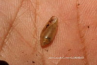JCC0447 Streptostyla bartschi.JPG