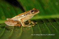 MN6F0143 Tlalocohyla picta.jpg