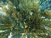 MN6FS 0119 El arrecife de Sian Ka'an.jpg