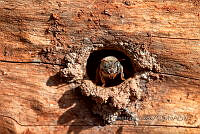 PL001 Melipona beecheii.JPG