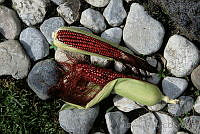 DK0929 Zea mays.jpg