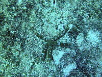 JAJ0299 Copidaster lymani.jpg