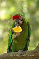 JCAD 001 Ara militaris.jpg