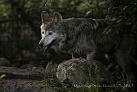 MASM06364 Canis lupus baileyi.jpg