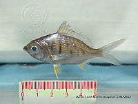 ALMV 018 Gerres cinereus.JPG