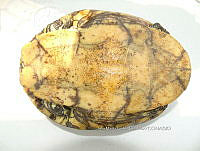 NE017 388 Trachemys venusta.jpg