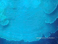 NE018 0160 Agaricia.jpg