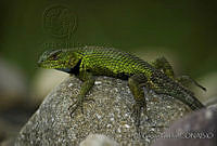EGP0148 Sceloporus formosus.jpg