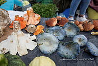 IMDOC Hong 0047 Lactarius indigo.jpg
